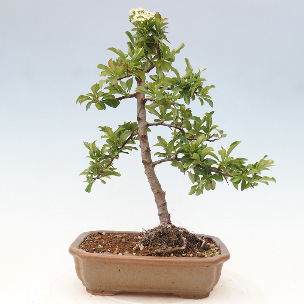 Outdoor Bonsai-Pyracanta Teton -Bakery