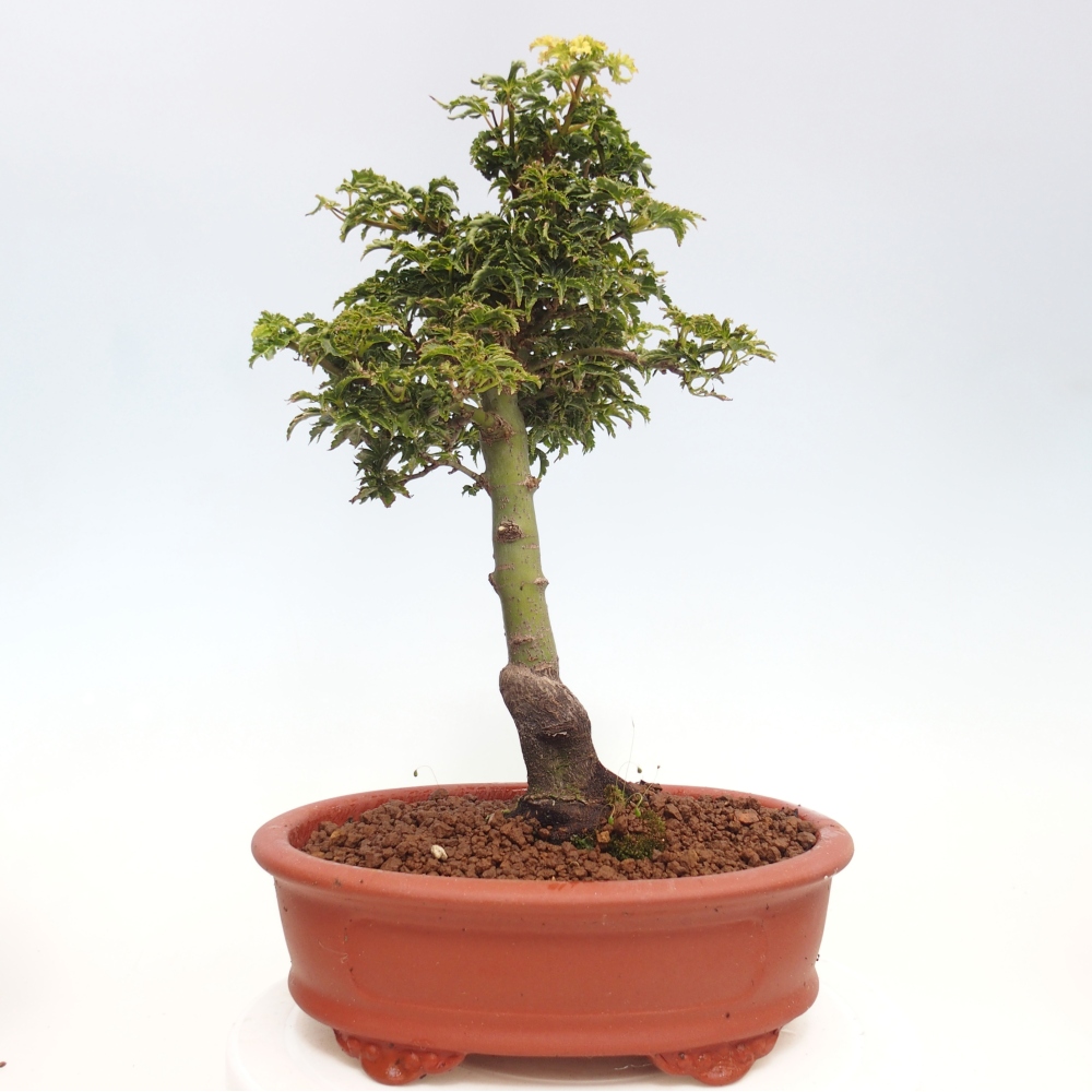 Outdoor bonsai - Acer palmatum Shishigashira maple