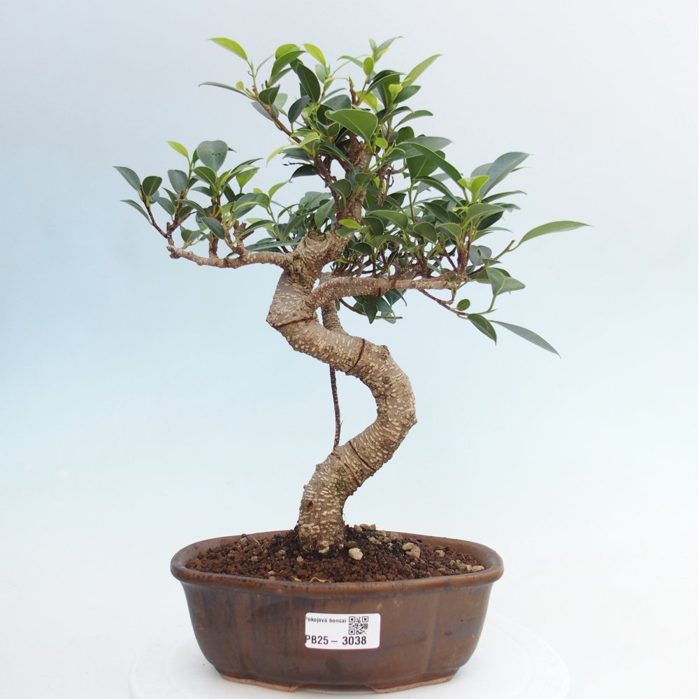 Indoor bonsai - Ficus retusa - small ficus