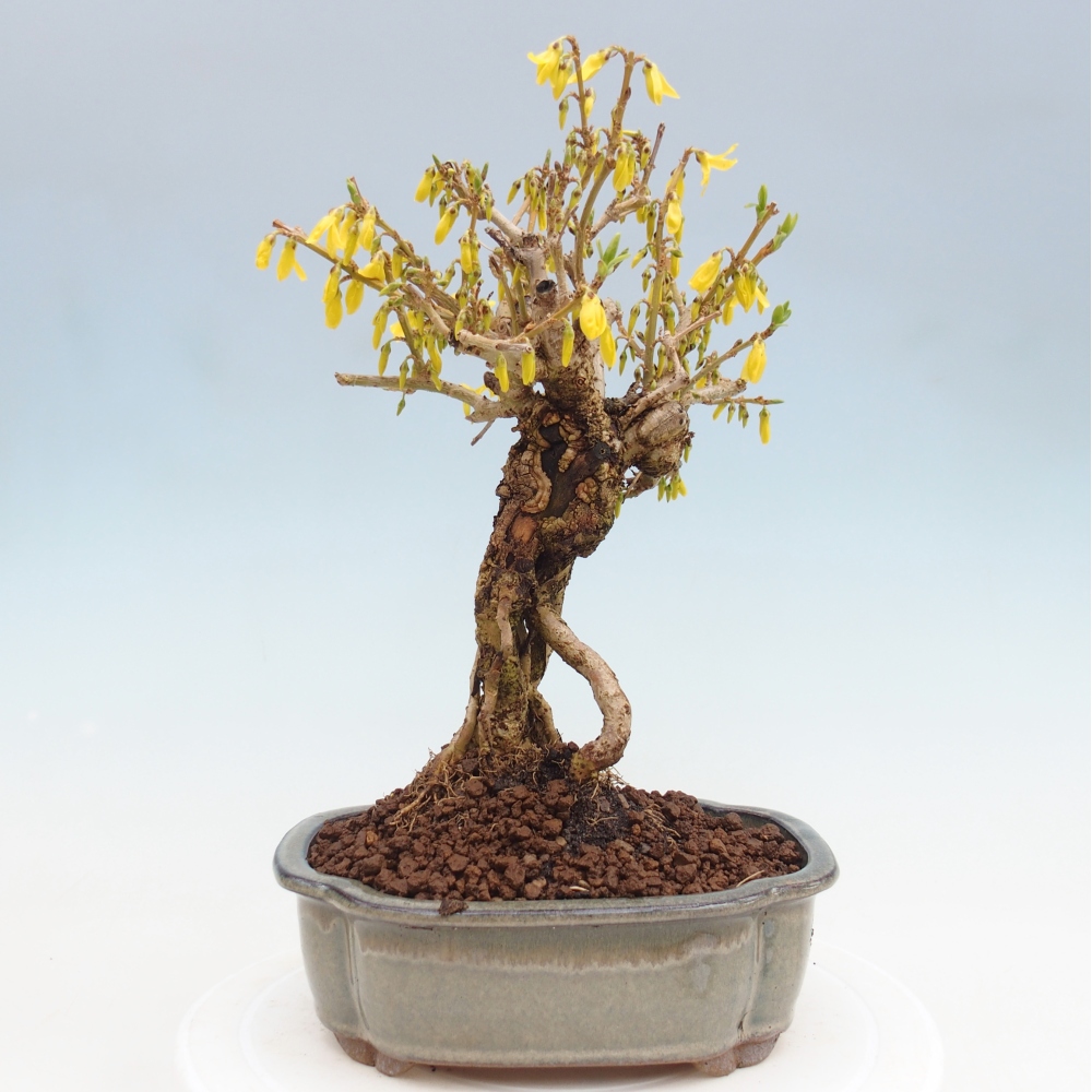 Outdoor bonsai - Forsythia - Forsythia koreana