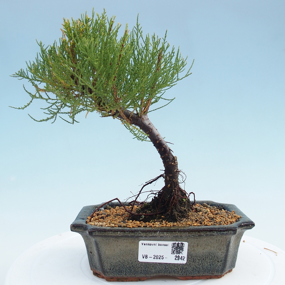 Outdoor bonsai - Tamarix - Tamarix