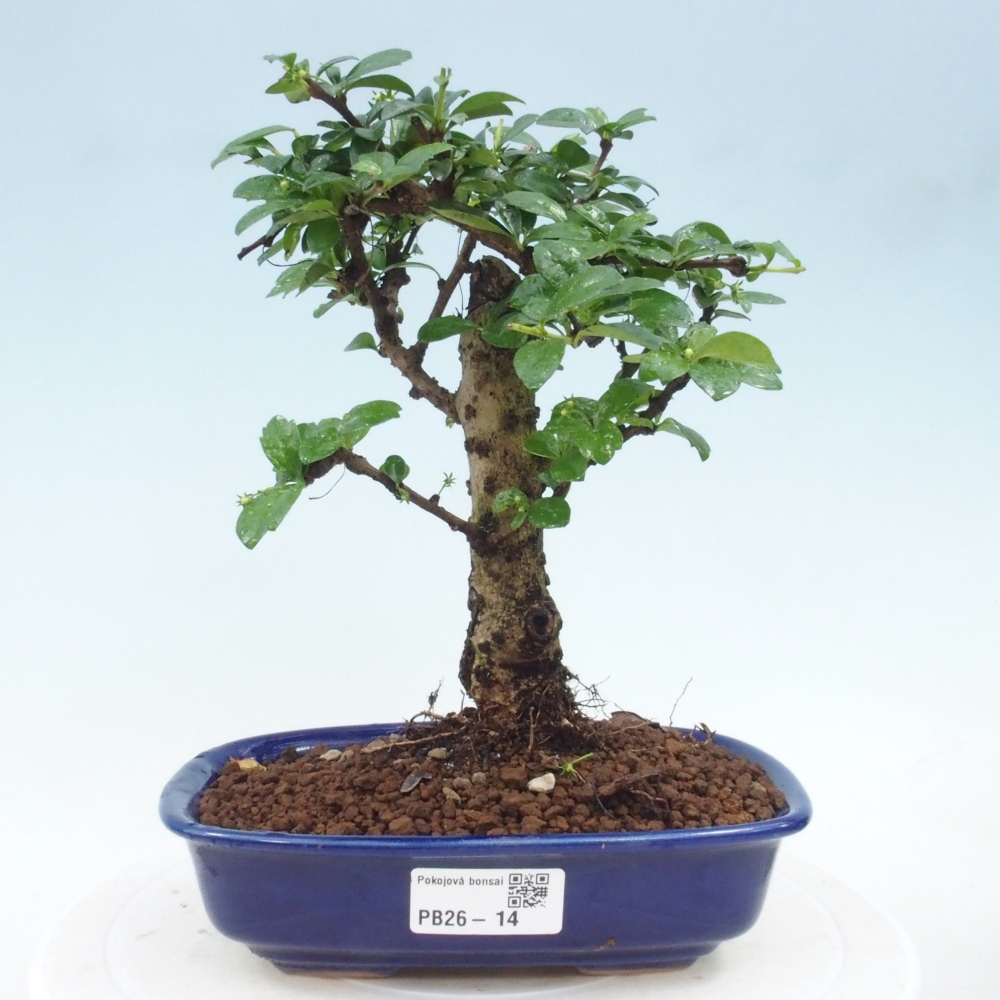 Room bonsai - Carmona macrophylla - Tea fuki