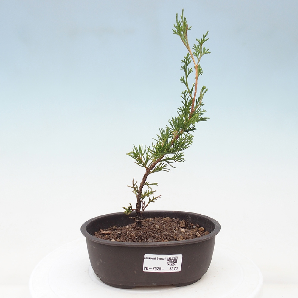 Outdoor bonsai - Juniperus chinensis Itoigawa - Chinese juniper