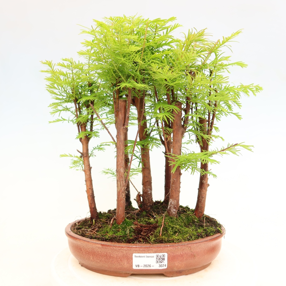Outdoor Bonsai - Metasequoia glyptostroboides - Chinese Metasequoia - Grove