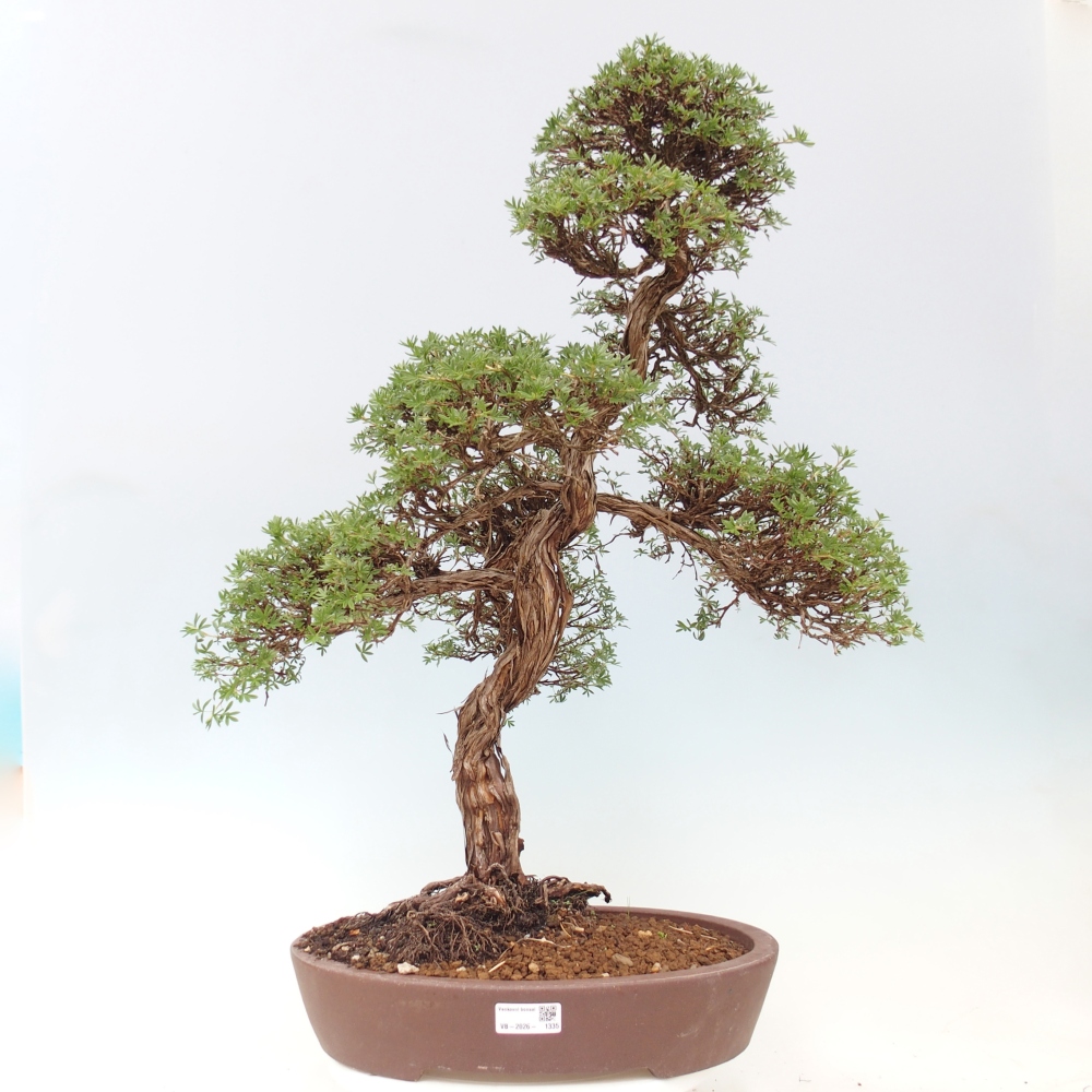 Outdoor bonsai - Potentila fruticosa