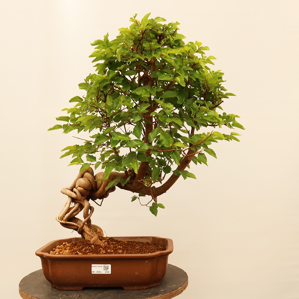 Outdoor bonsai - Carpinus Coreana - Korean hornbeam