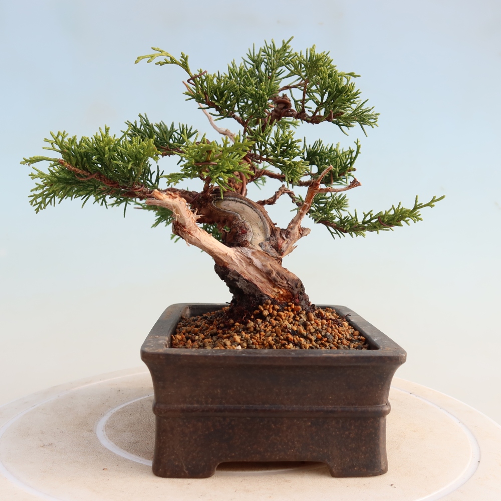 Outdoor bonsai - Juniperus chinensis Itoigawa - Chinese juniper