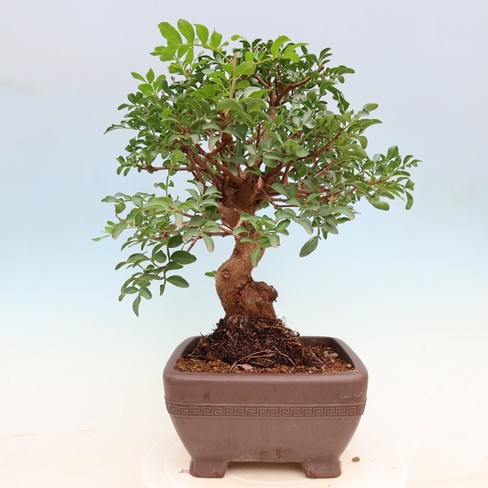 Indoor Bonsai - Pistacia Lentiscus - Pistachio