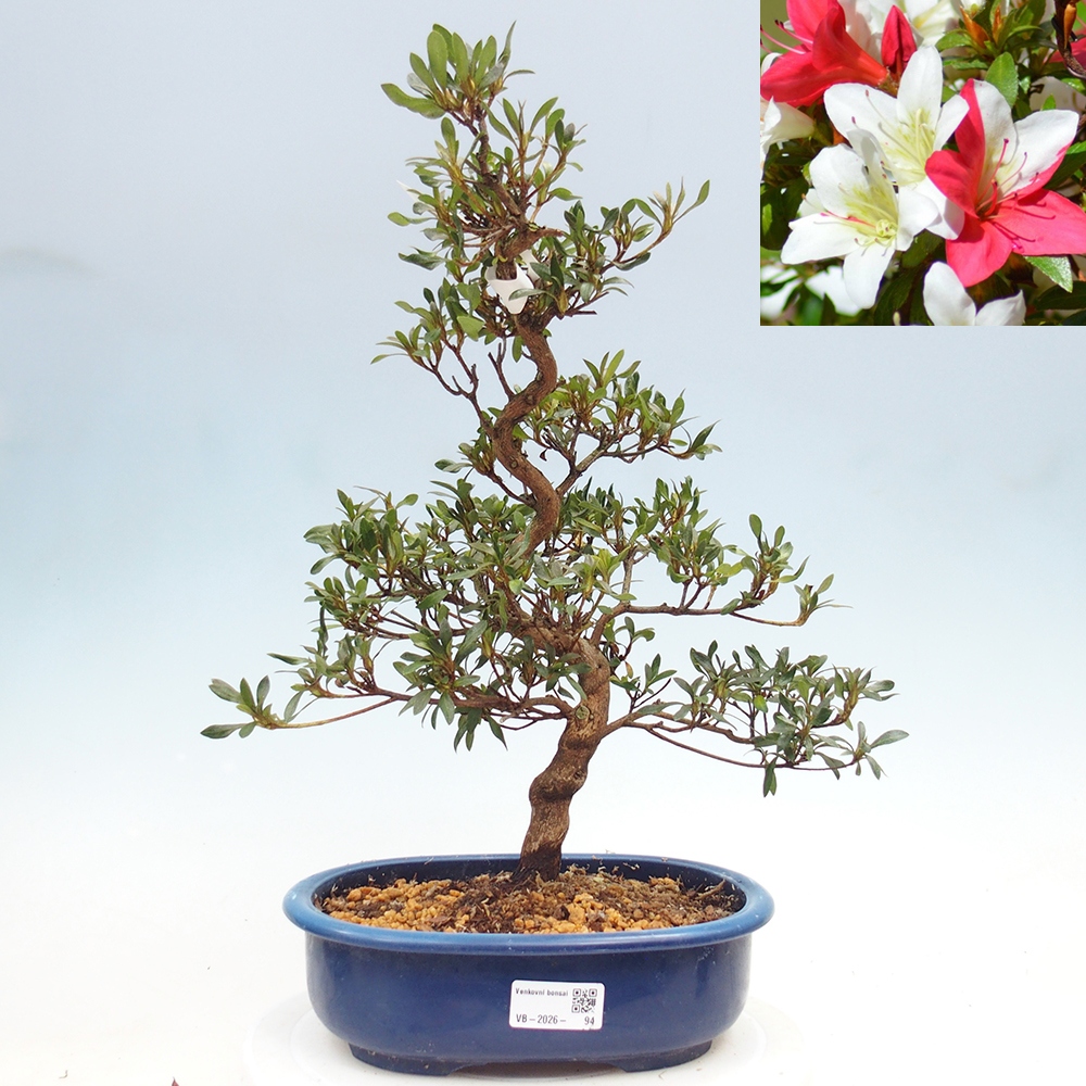Outdoor bonsai - Japanese azalea - Azalea CHIHIRO