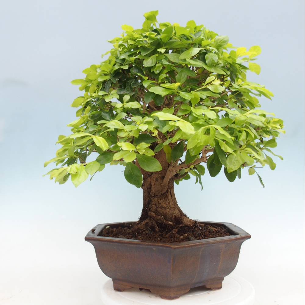 Room bonsai - Duranta erecta Aurea - PERSONAL COLLECTION ONLY or pallet transport