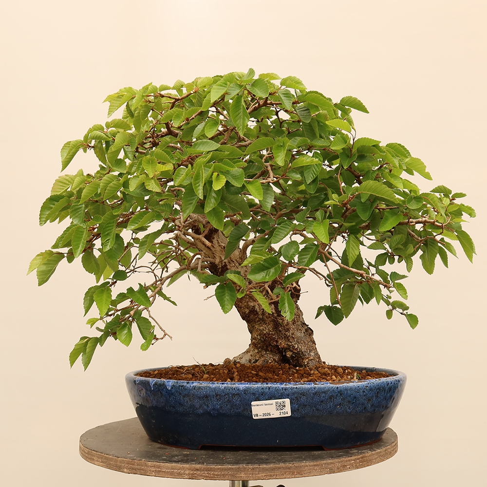 Outdoor bonsai - Carpinus Coreana - Korean hornbeam