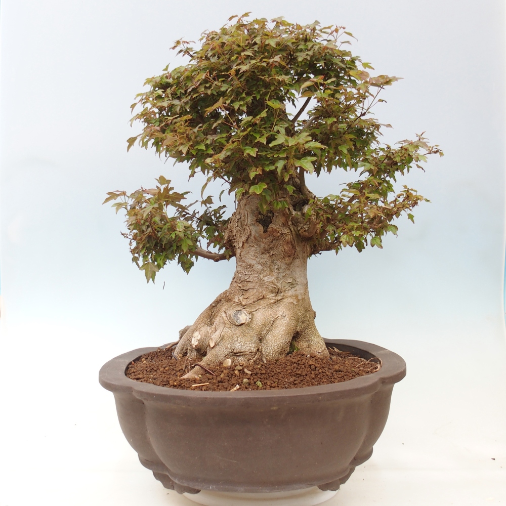 Outdoor bonsai - Acer Buergerianum - Burger Maple