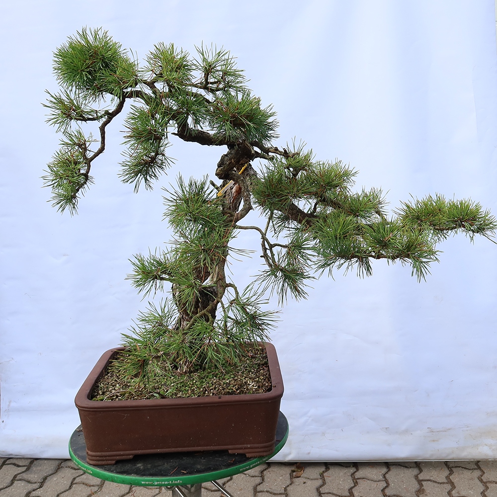 Pinus sylvestris Spain - Scots pine