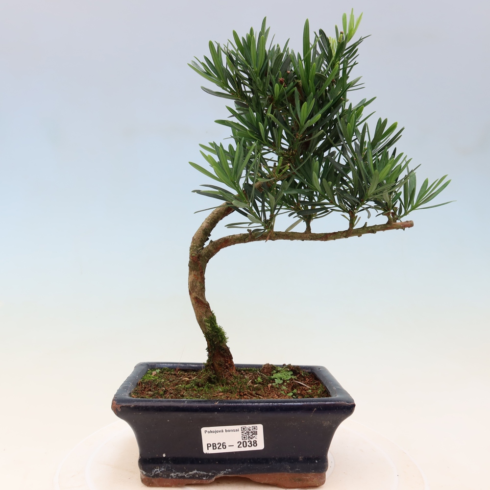 Room bonsai - Podocarpus - Stone Yew
