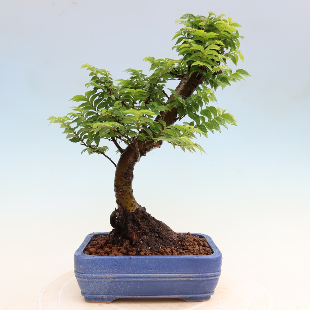 Outdoor Bonsai - Ulmus Jacqueline Hillier - European White Elm