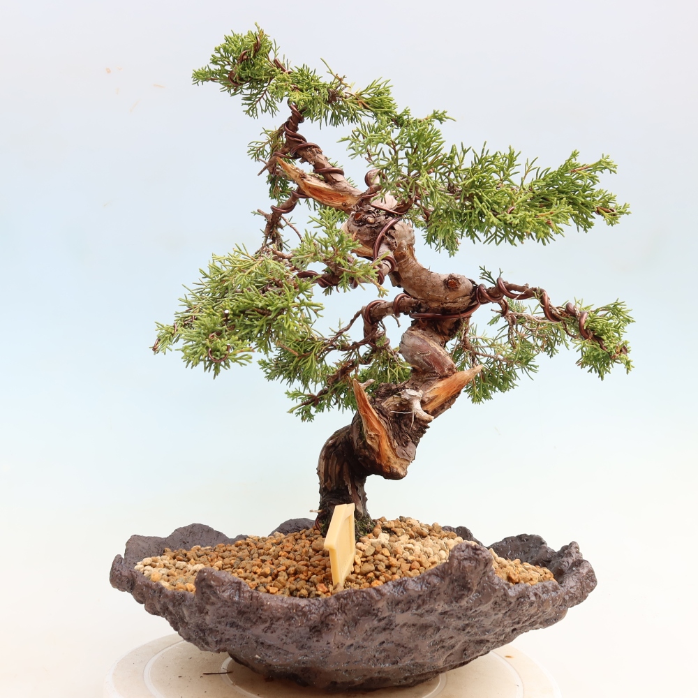 Outdoor Bonsai - Juniperus chinensis Itoigawa - Chinese Juniper