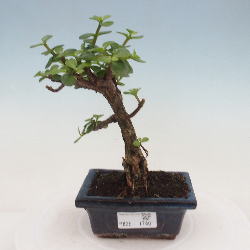 Indoor bonsai - Portulakaria Afra - Tlustice
