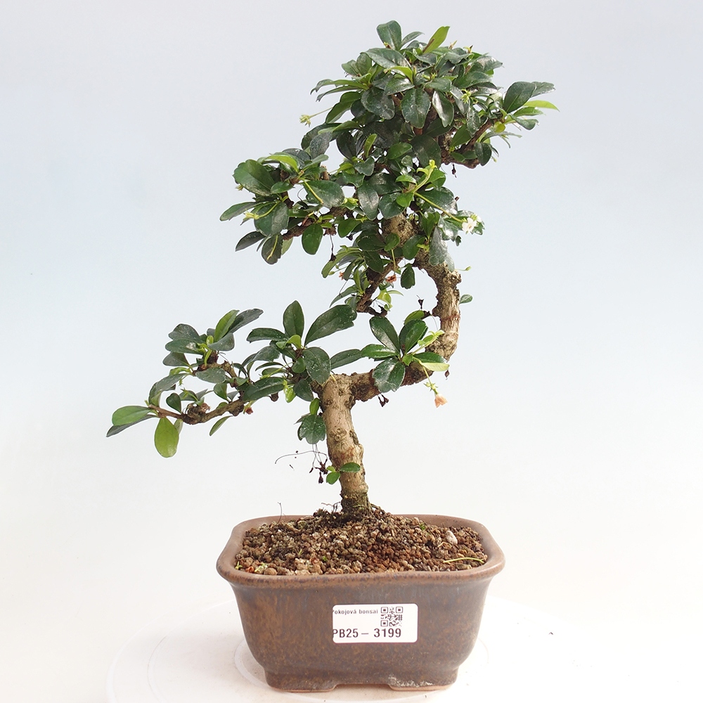 Indoor bonsai - Carmona macrophylla - Fuki tea