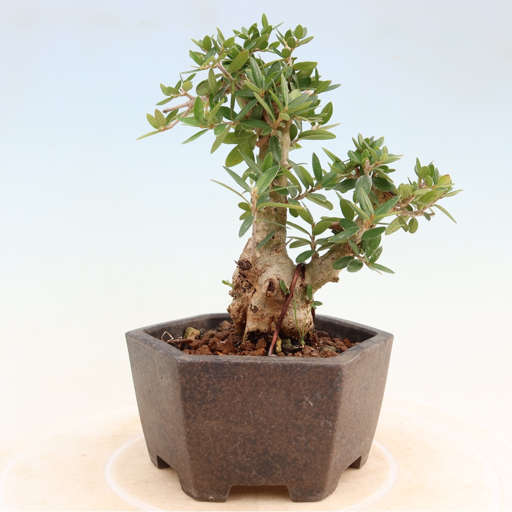 Indoor bonsai - Olea europaea sylvestris