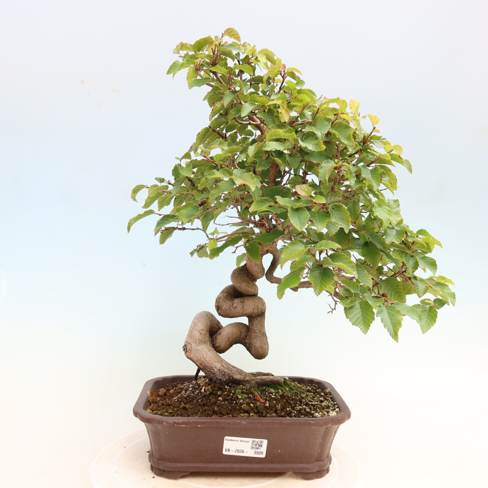 Outdoor bonsai -Carpinus CARPINOIDES - Korean Hornbeam