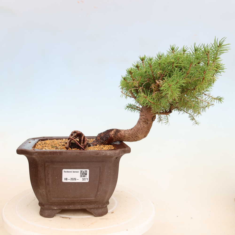 Outdoor bonsai - Spruce - Picea glauca globe
