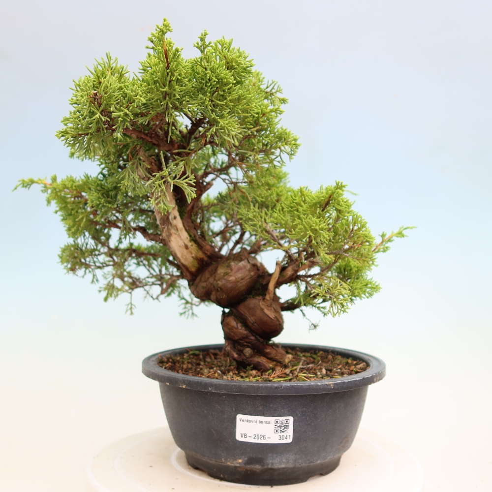 Outdoor Bonsai - Juniperus chinensis Itoigawa - Chinese Juniper