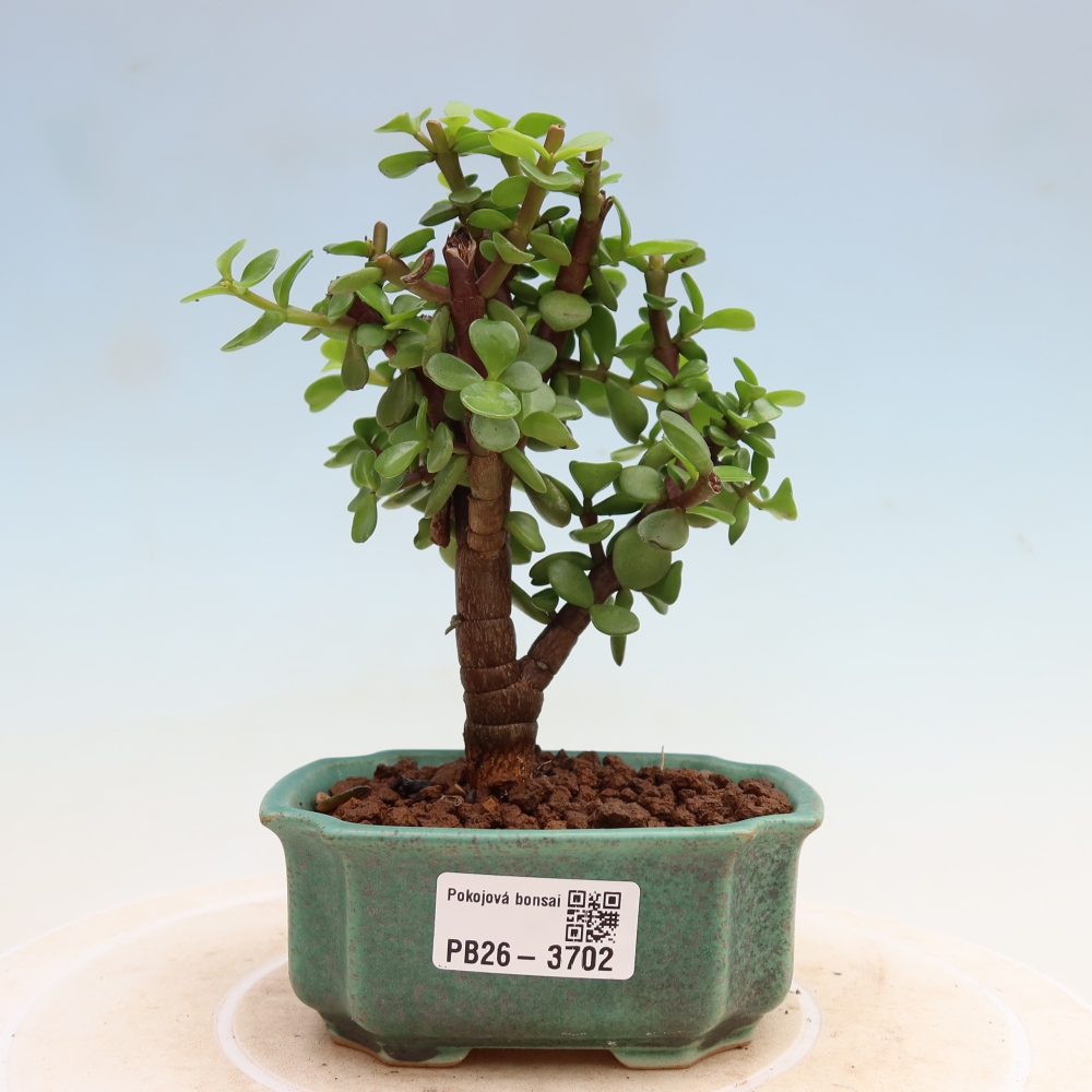 Room bonsai - Portulakaria Afra - Tlustice