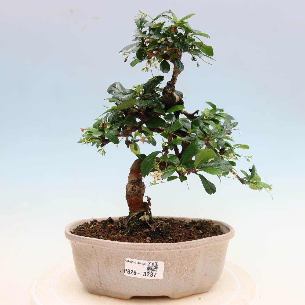 Room bonsai - Carmona macrophylla - Tea fuki
