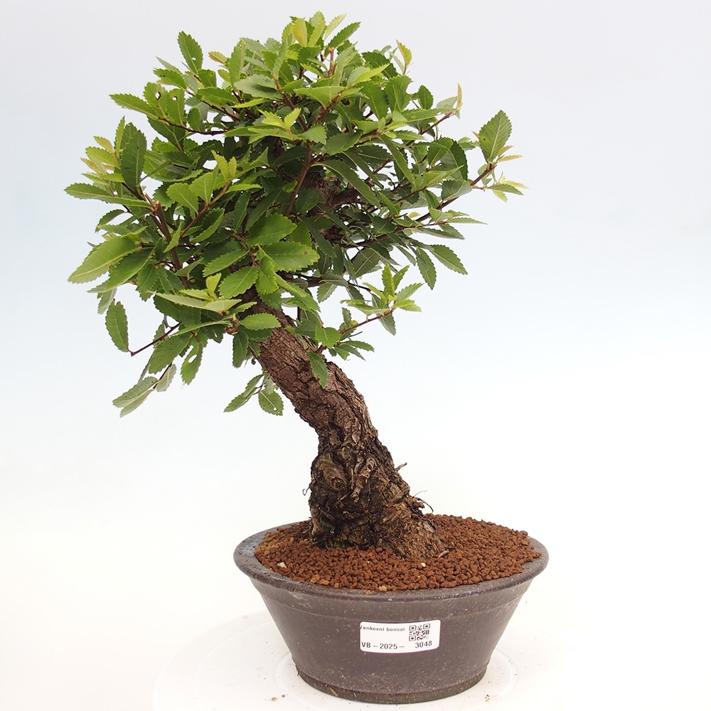 Outdoor bonsai - Zelkova - Zelkova serrata