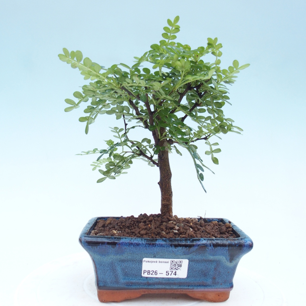 Room bonsai - Zantoxylum piperitum - pepper tree