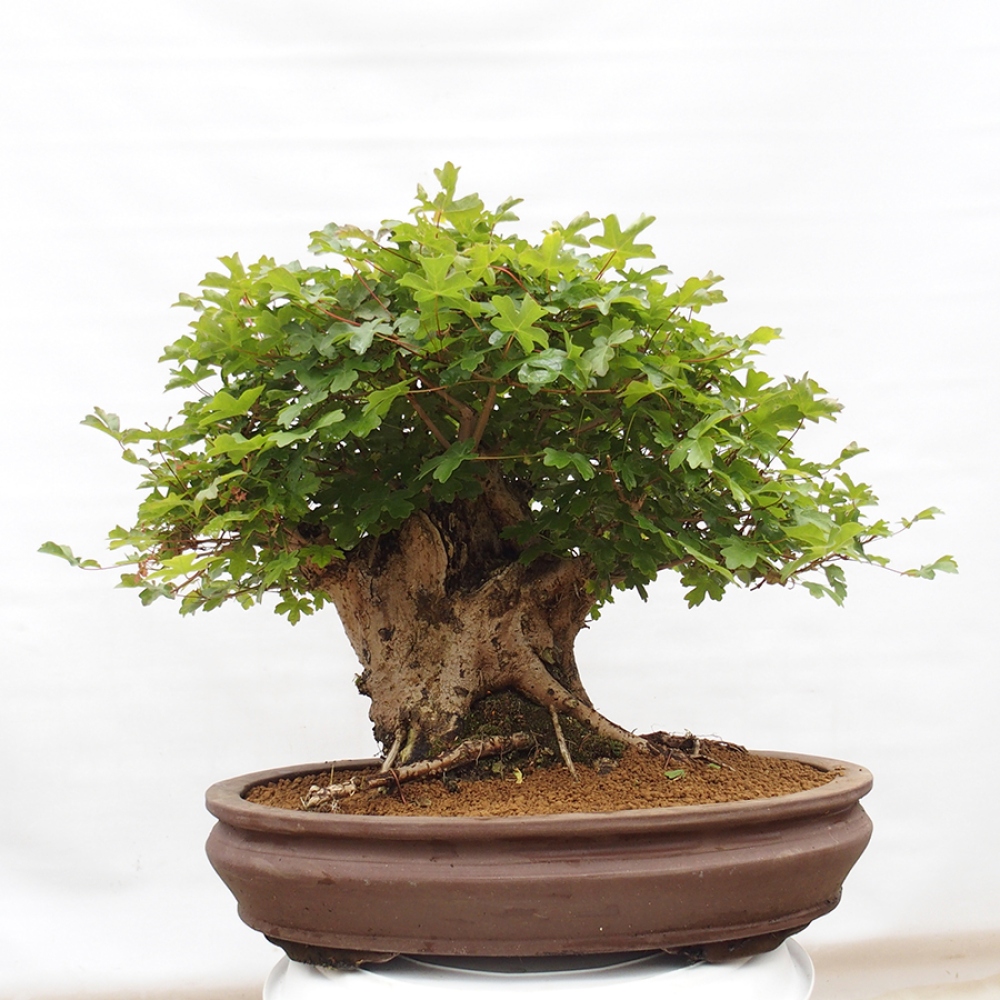 Outdoor bonsai - Acer Campestre - Baby maple