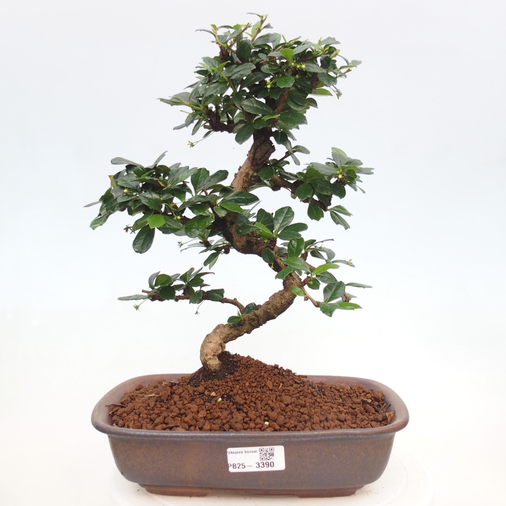 Room bonsai - Carmona macrophylla - Tea fuki