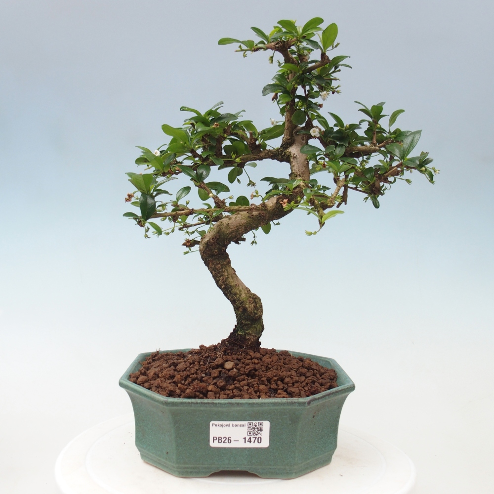 Room bonsai - Carmona macrophylla - Tea fuki