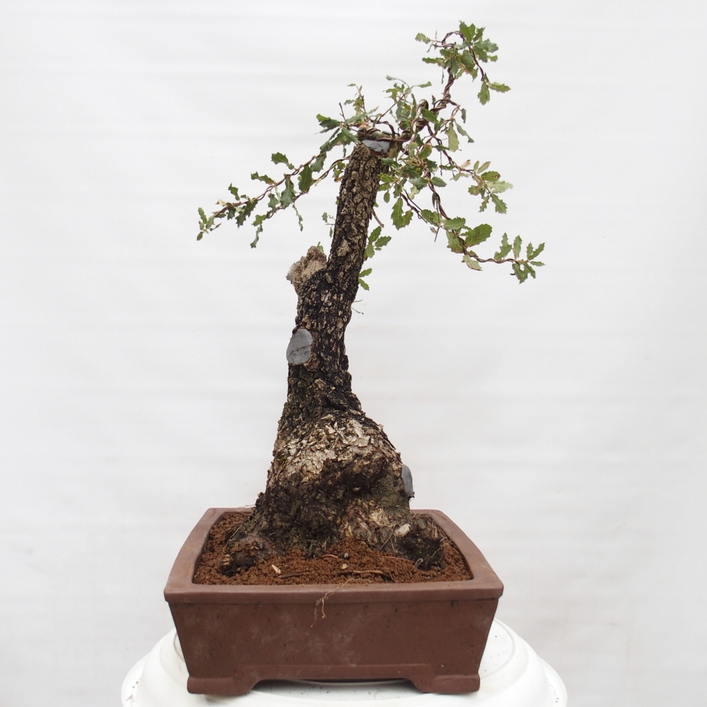 Yamadori - Quercus Ilex - Oak holly