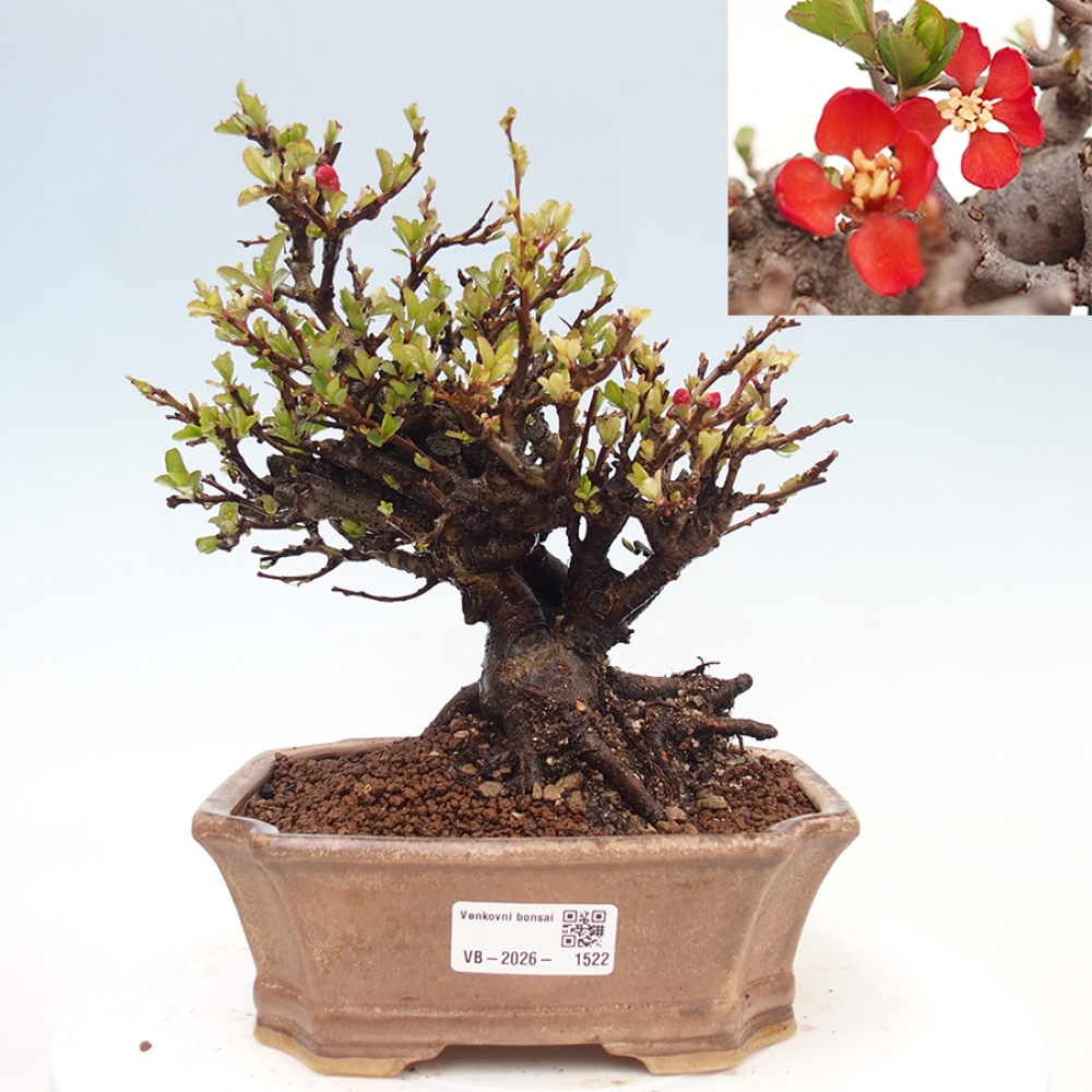 Outdoor bonsai - Chaneomeles speciosa - Quince