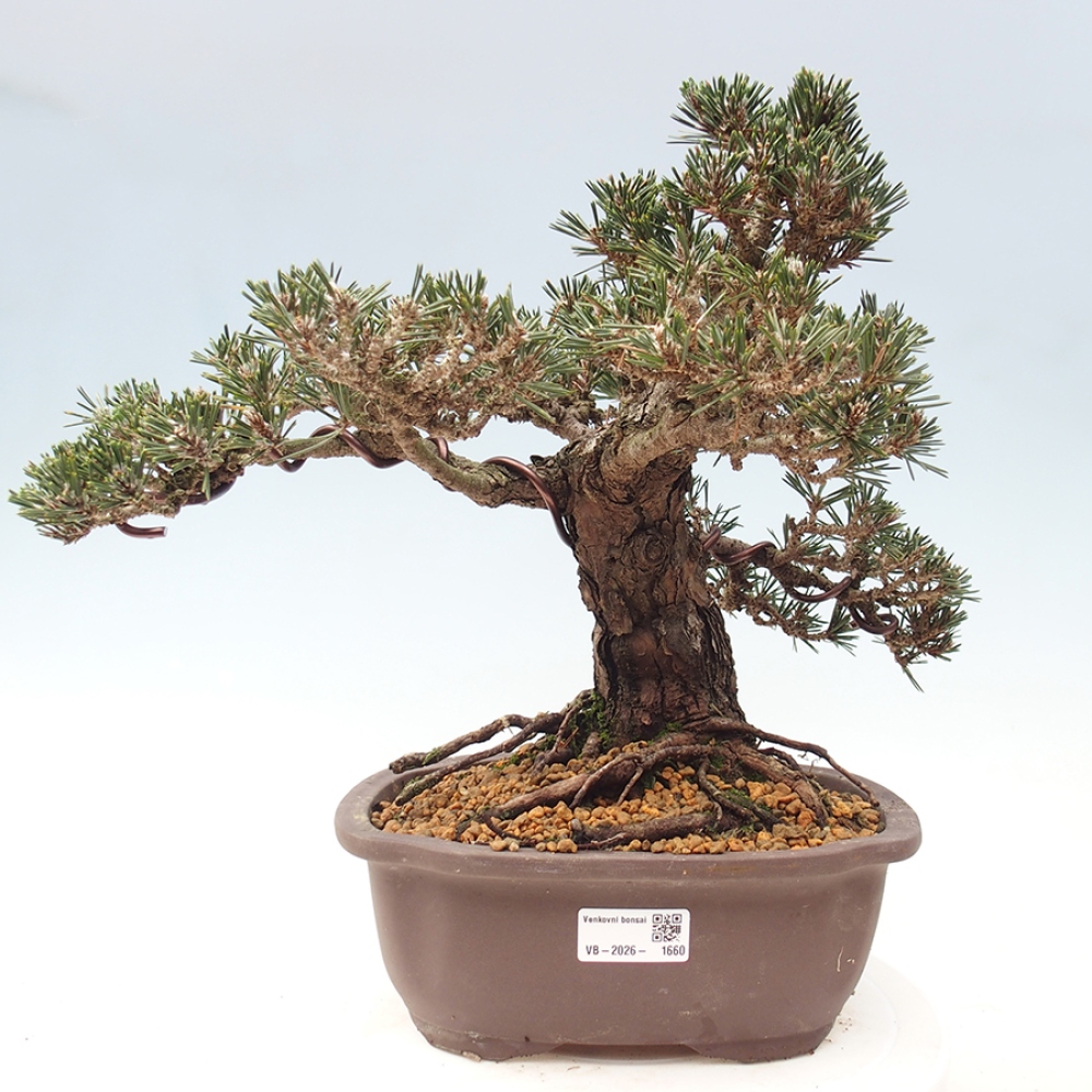 Outdoor bonsai - Pinus thunbergii Kotobuki - Thunberg pine