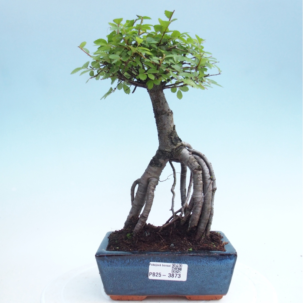 Room bonsai - Ulmus parvifolia - Small-leaved elm