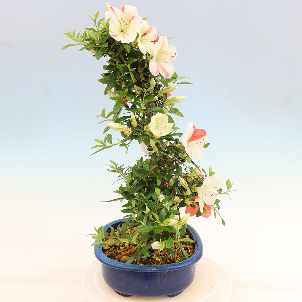 Outdoor bonsai - Japanese azalea - Azalea Asahi-no-izumi