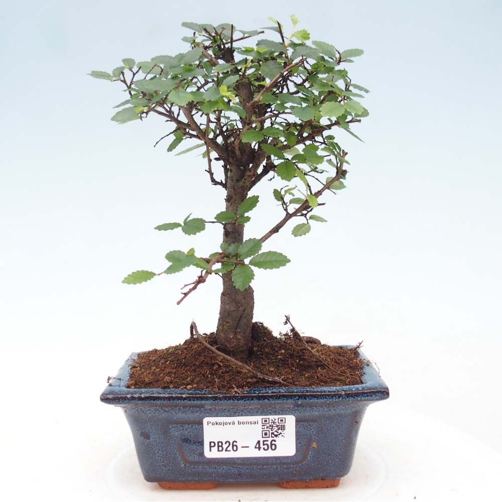 Room bonsai - Ulmus parvifolia - Small-leaved elm