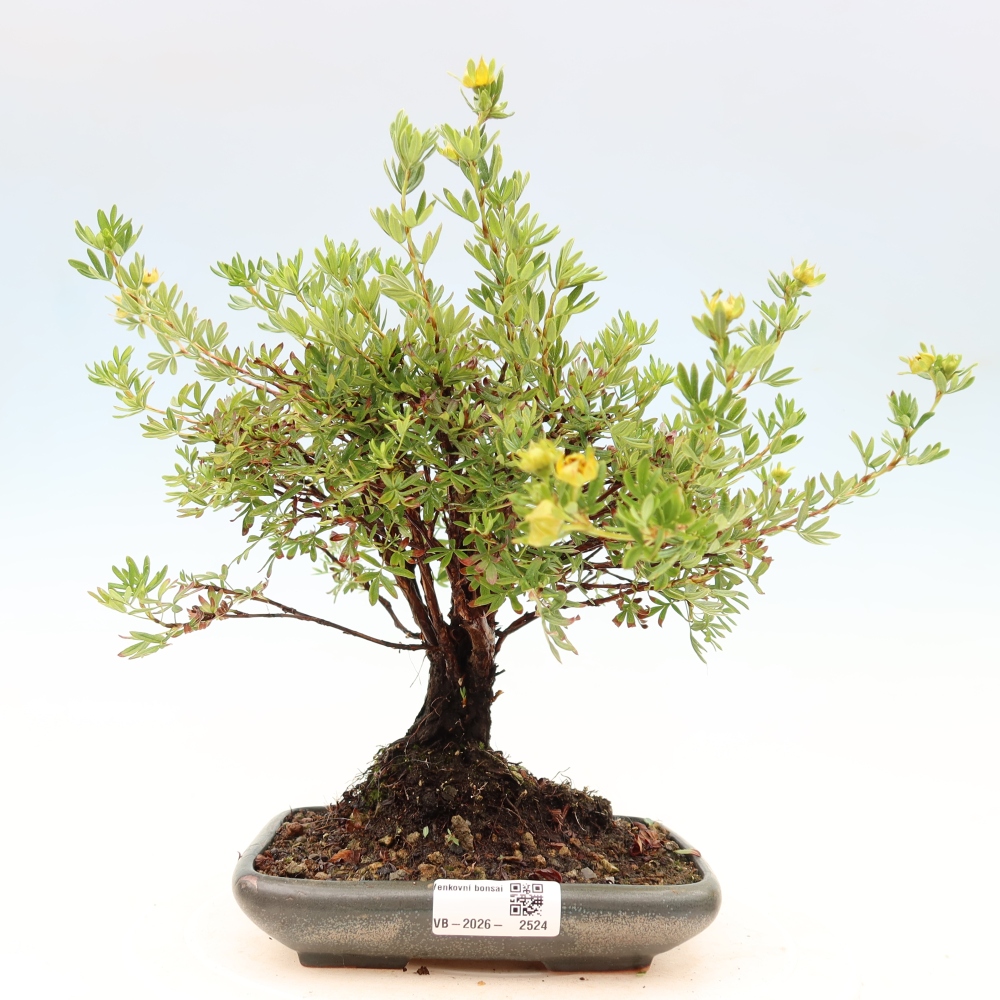 Outdoor bonsai - Potentila fruticosa