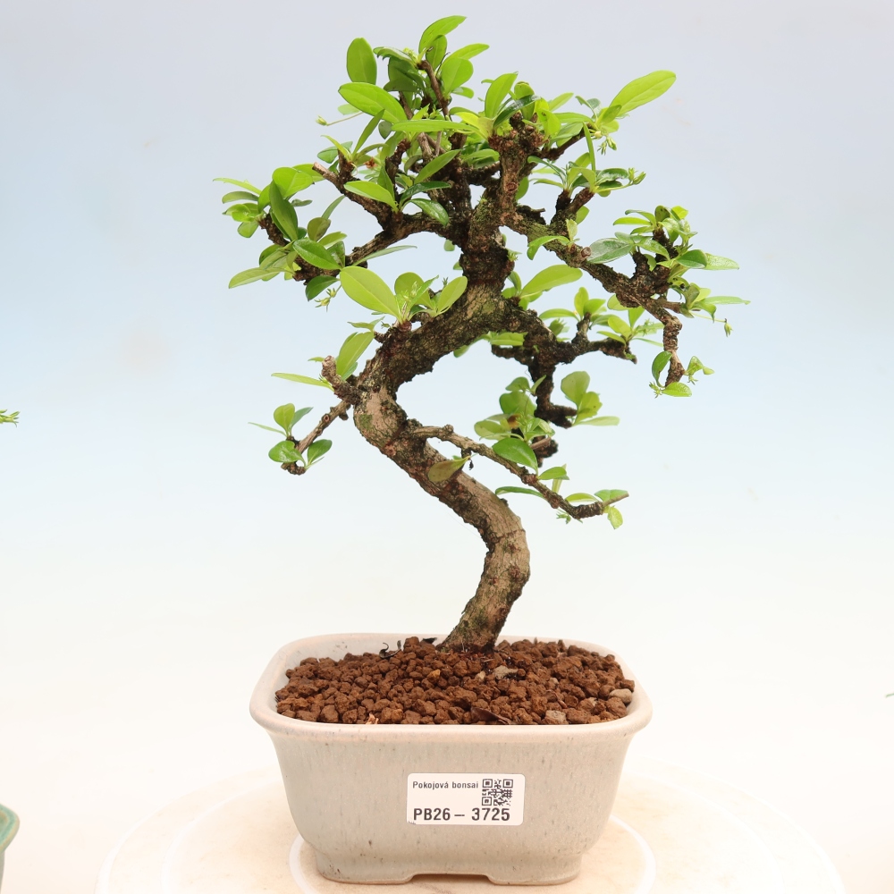 Room bonsai - Carmona macrophylla - Tea fuki