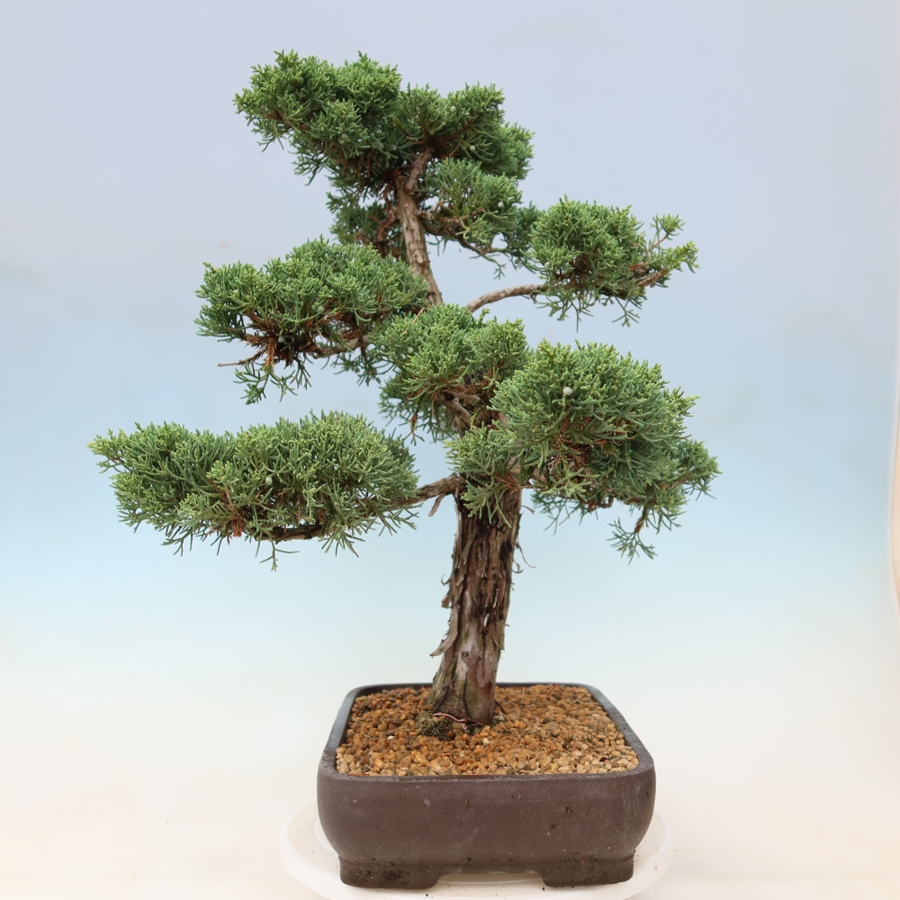 Outdoor bonsai - Juniperus chinensis Kishu