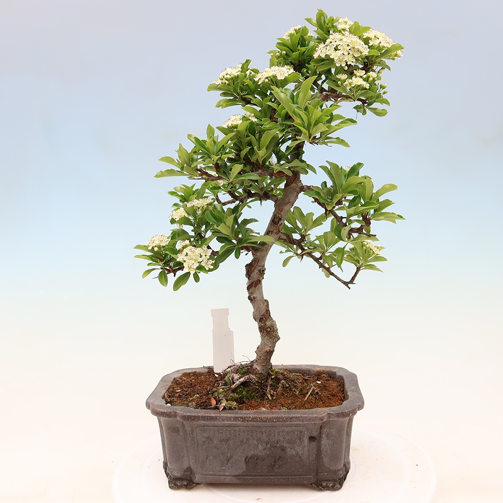 Outdoor Bonsai - Pyracantha teton - Scarlet Firethorn