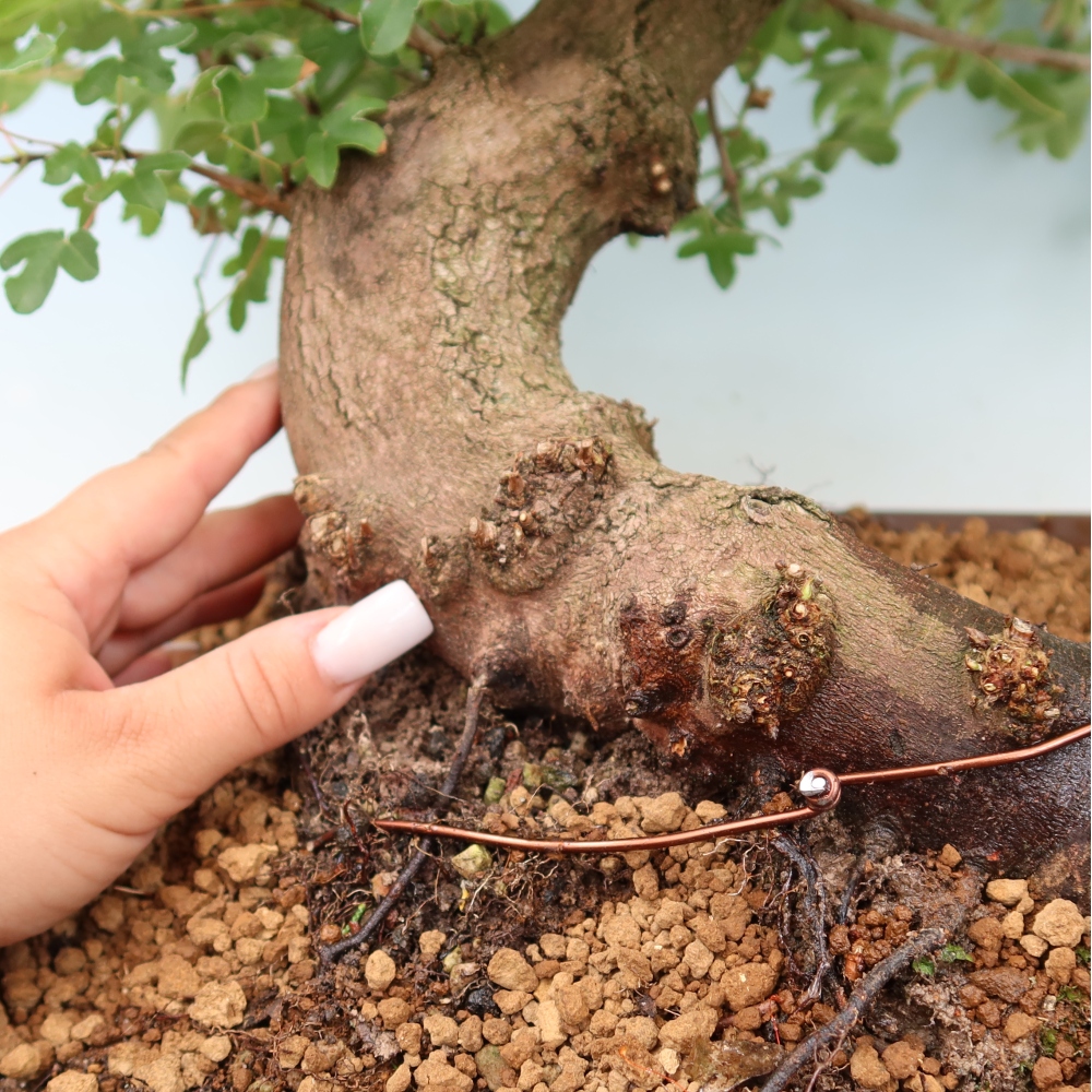 Outdoor Bonsai - Field Maple - Acer campestre