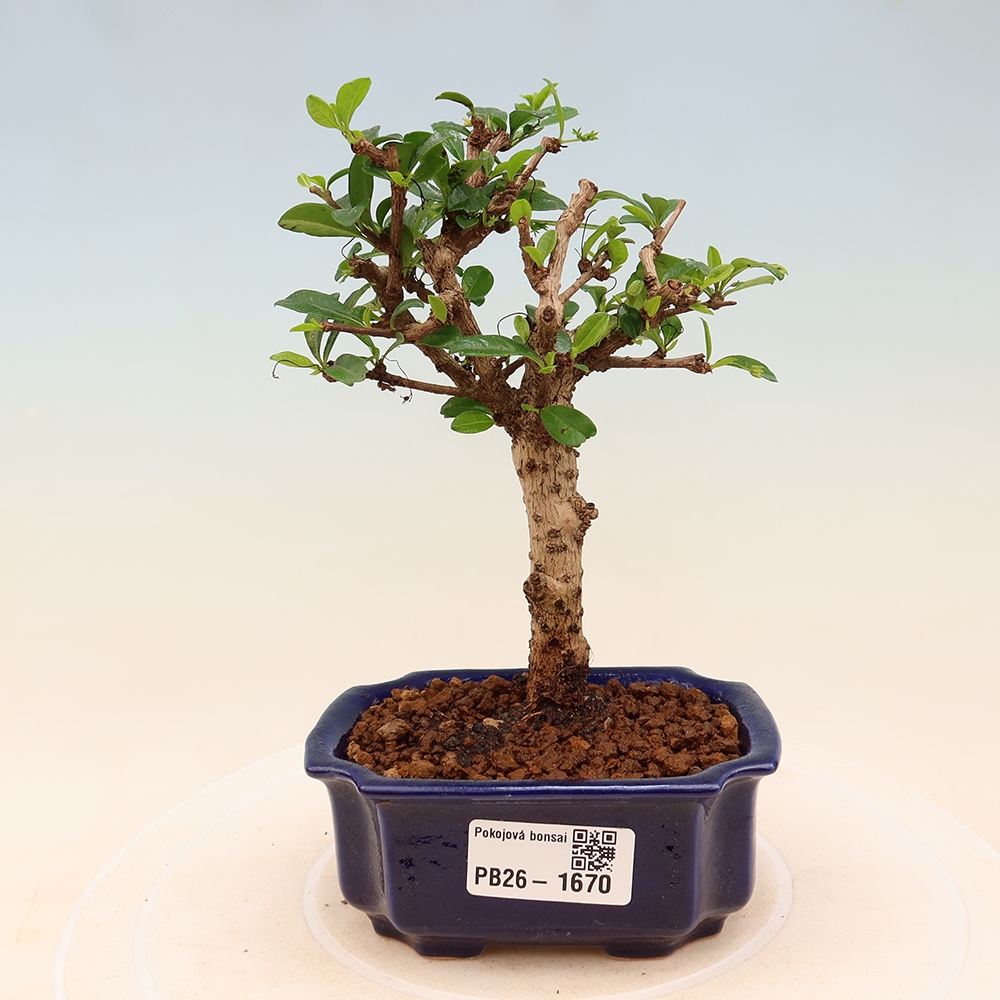Room bonsai - Carmona macrophylla - Tea fuki