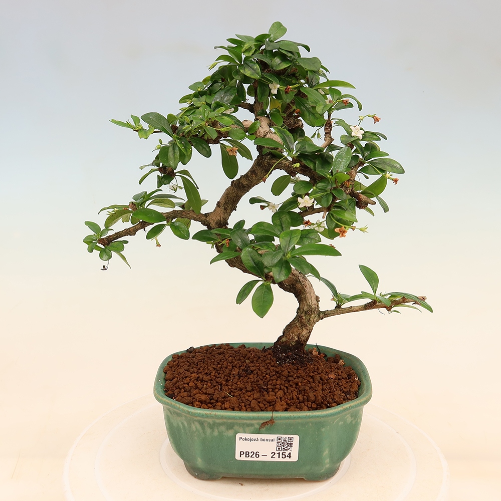 Room bonsai - Carmona macrophylla - Tea fuki