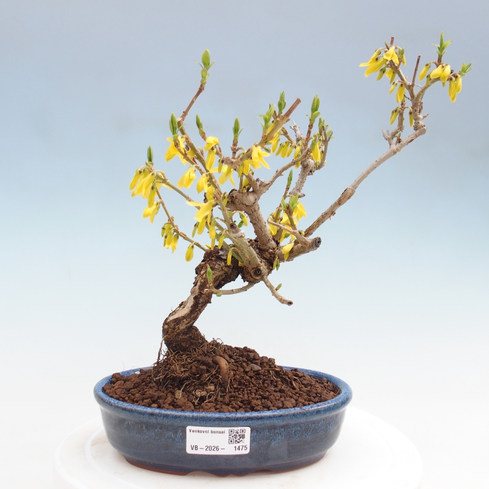 Outdoor bonsai - Zlatice - Forsythia koreana
