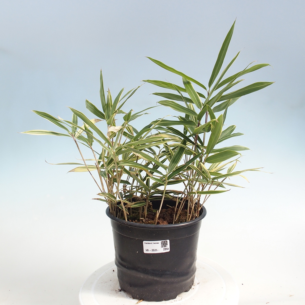 Outdoor bonsai - Sasaella masamuneana Albostriata - Bamboo