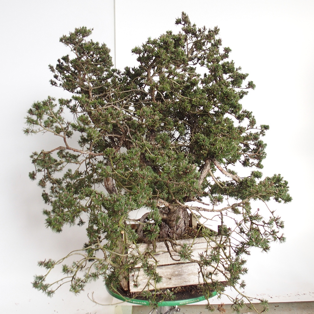 Yamadori - Pinus sylvestris Spain