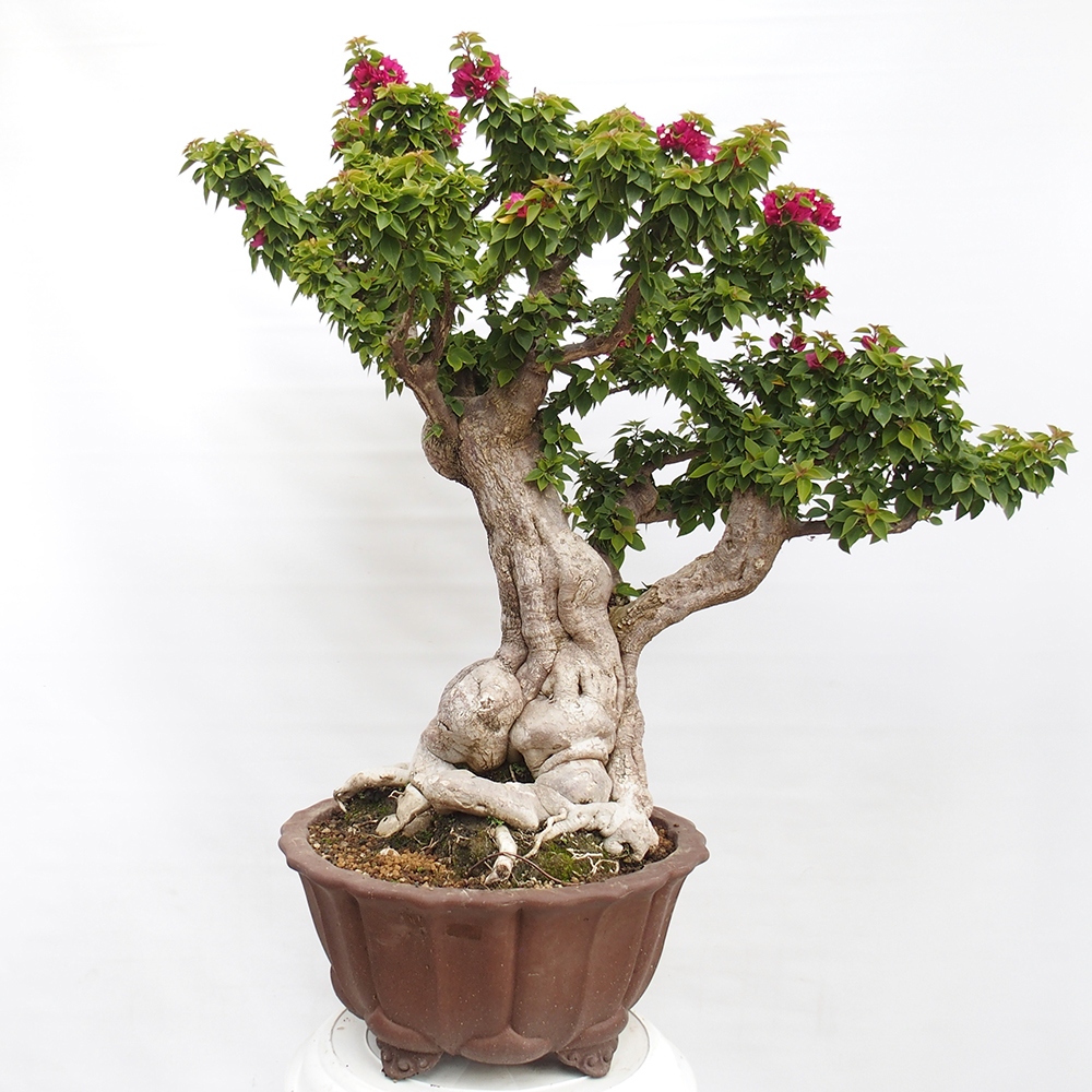 Indoor bonsai - Bouganwilea
